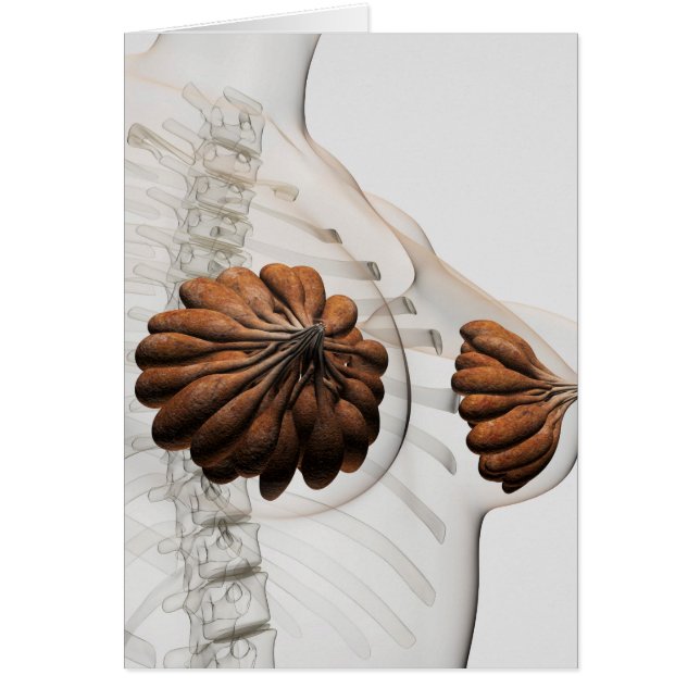 Cierre De Las Glándulas Mamarias Femeninas (Frente)