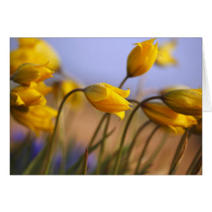 Cierre de los daffodils