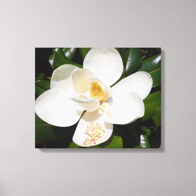 cierre de magnolia grandiflora en impresión de lie (Anverso)