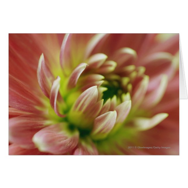 Cierre de una flor (Anverso (Horizontal))