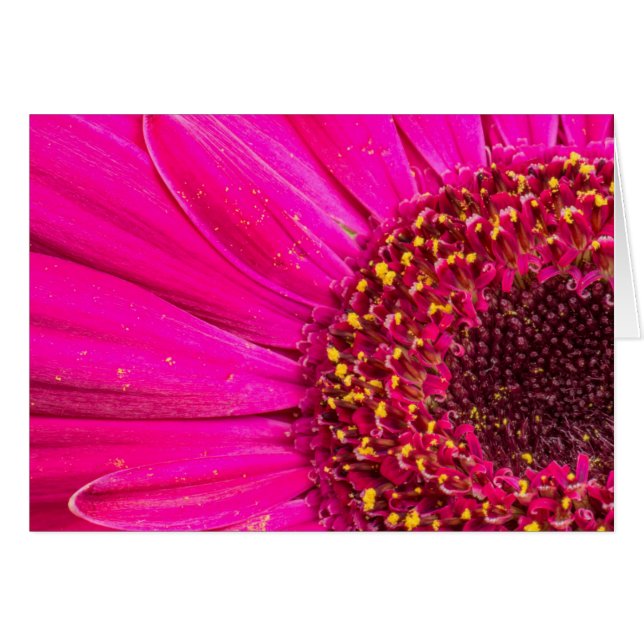 Cierre de una margarita de Gerber (Anverso (Horizontal))