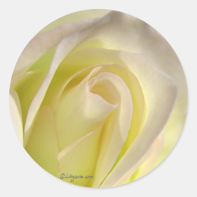 Cierre del sobre del Pegatina Rosa blanco (Anverso)