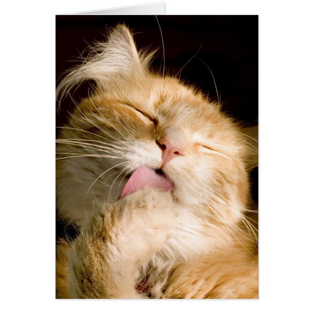 Cierre Preening del Coon de Maine encima de la (Frente)