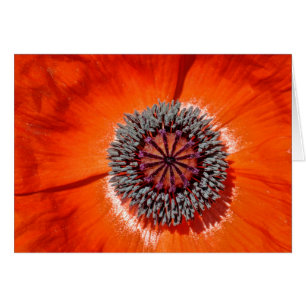 Cierre rojo de la flor de la amapola para arriba