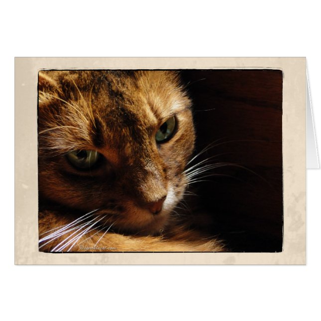 Cierre somalí del gato encima de la tarjeta (Anverso (Horizontal))