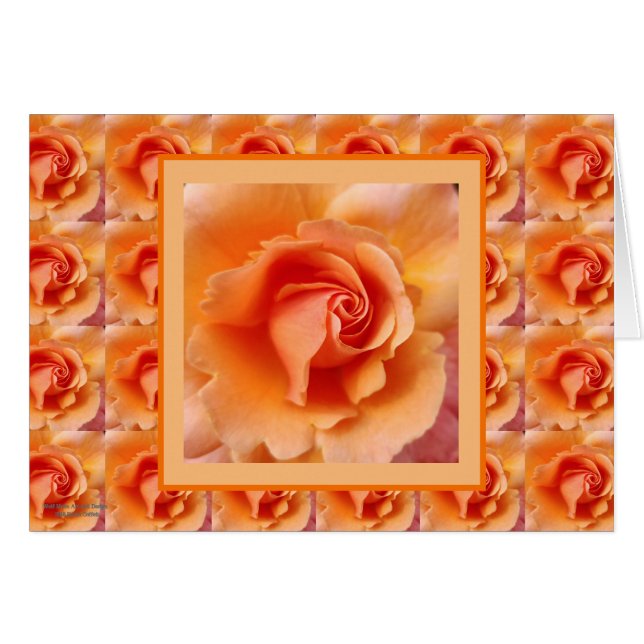 Cierre subió melocotón de la flor del albaricoque (Anverso (Horizontal))