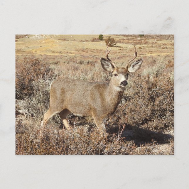 Ciervo, macho, fauna, postal (Anverso)