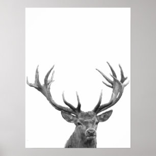 Ciervo Venado Negro Blanco Foto Póster