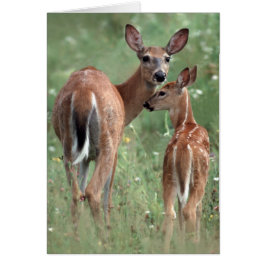 ciervos Blanco-atados con el cervatillo