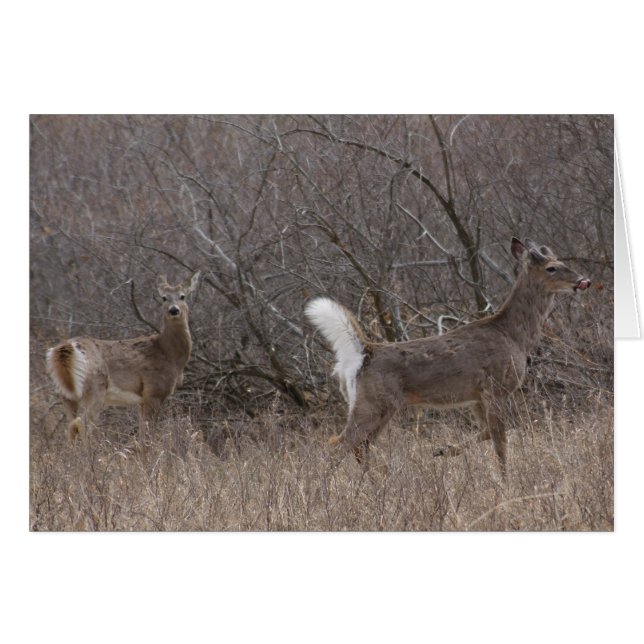 Ciervos de cola blanca D1 Spring Bucks en Cottonwo (Anverso (Horizontal))