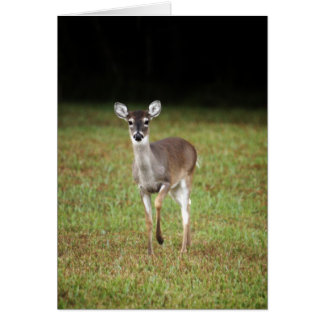 Ciervos de la madrugada