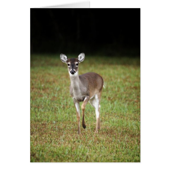 Ciervos de la madrugada (Frente)