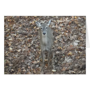 Ciervos del camuflaje en hojas de la caída