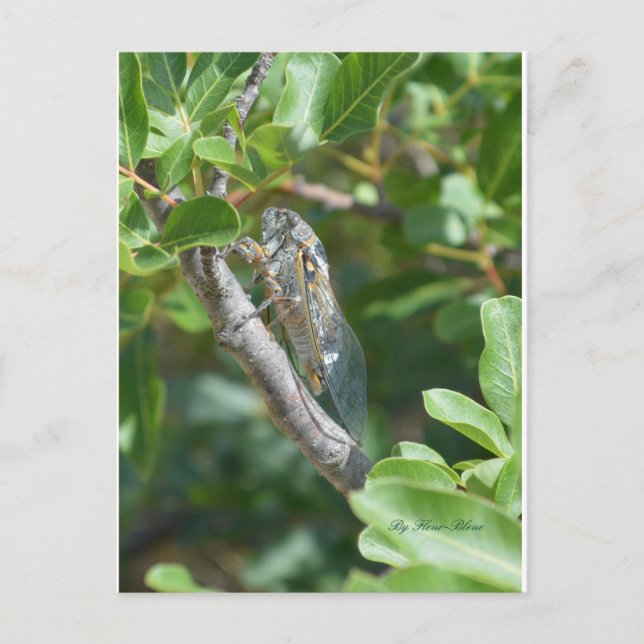 Cigale postal (Anverso)