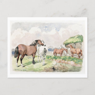 Cinco caballos cerca de una postal rota