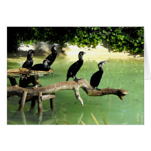 Cinco cormoranes en primavera