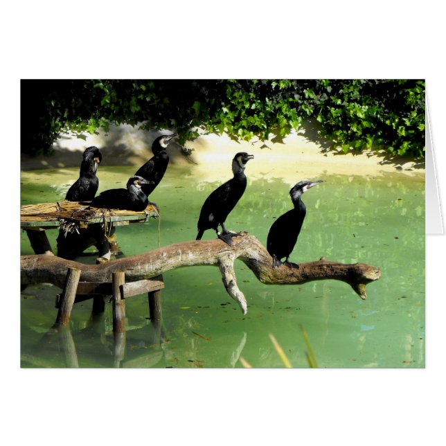 Cinco cormoranes en primavera (Anverso (Horizontal))