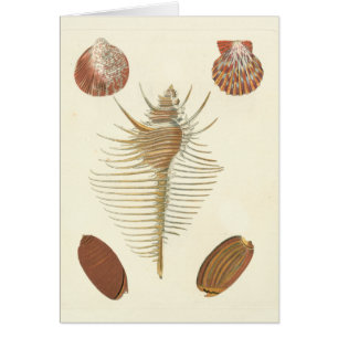 Cinco de una especie de conchas marinas