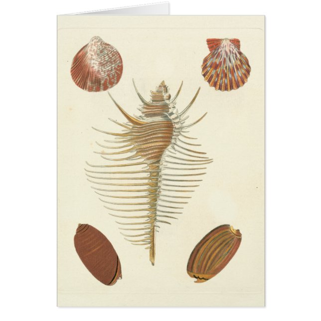 Cinco de una especie de conchas marinas (Frente)