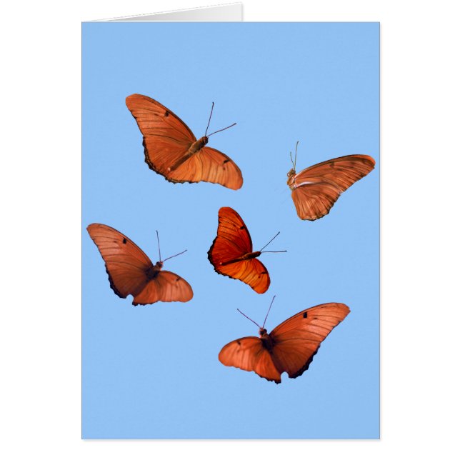 Cinco mariposas de Julia (Frente)