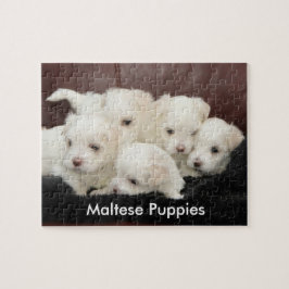 Cinco perritos malteses en un rompecabezas