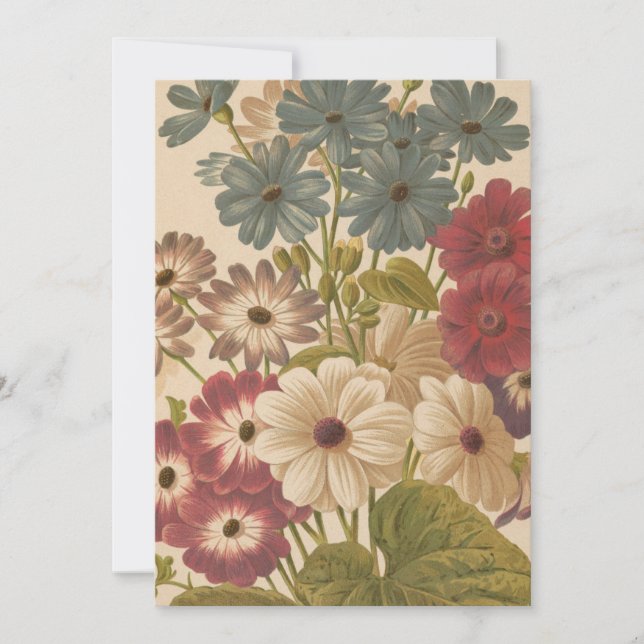 Cineraria | George Nicholson (Anverso)