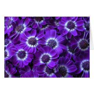 Cinerarias blancas moradas