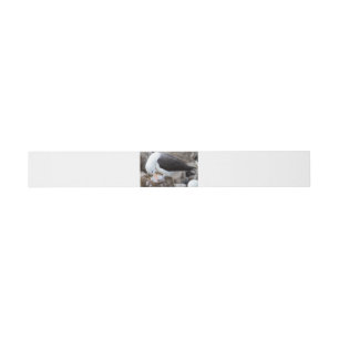 Cintas Para Invitaciones Albatross with a chick