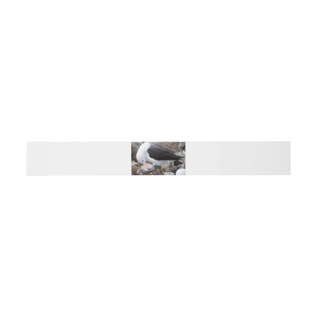 Cintas Para Invitaciones Albatross with a chick (Superficie plana)