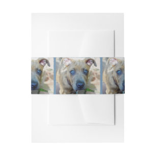 Cintas Para Invitaciones Brindle Pit Bull con una foto de Shirley Taylor
