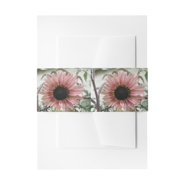 Cintas Para Invitaciones Girasol rosa pálido (Anverso Ejemplo)