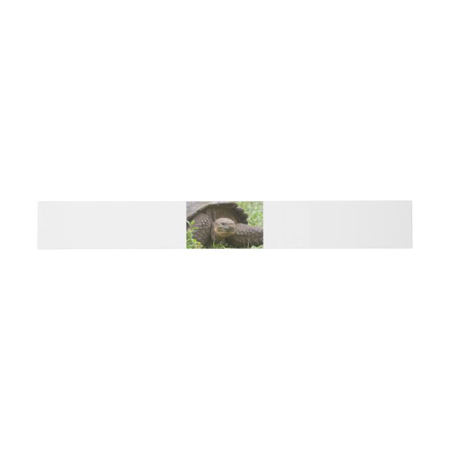Cintas Para Invitaciones Tortuga gigante (Superficie plana)