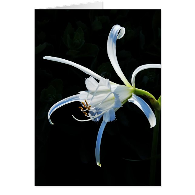 Cintas peruanas del blanco del narciso (Frente)