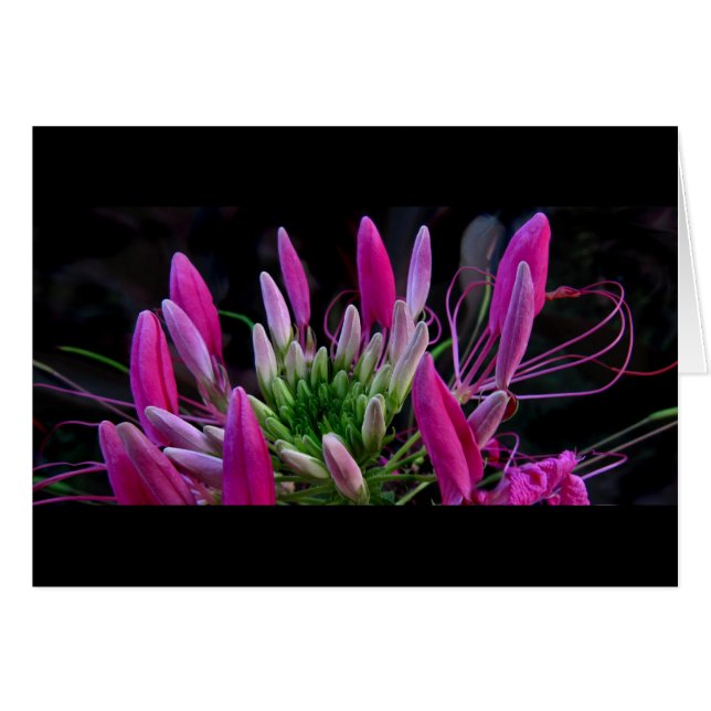 Cintas rosadas (Anverso (Horizontal))