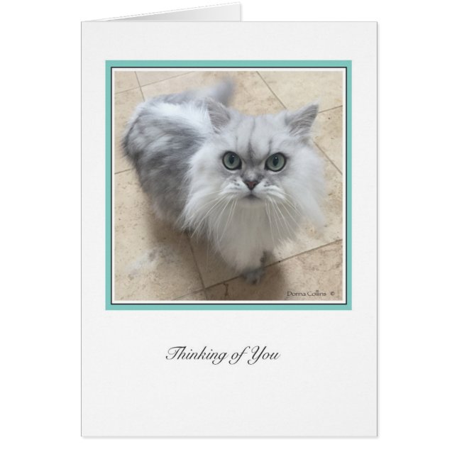 Ciolección KiKi #2 (Frente)