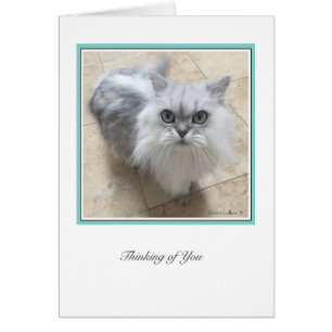 Ciolección KiKi nº 2