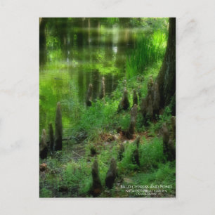 Ciprés y estanque calvos: postal