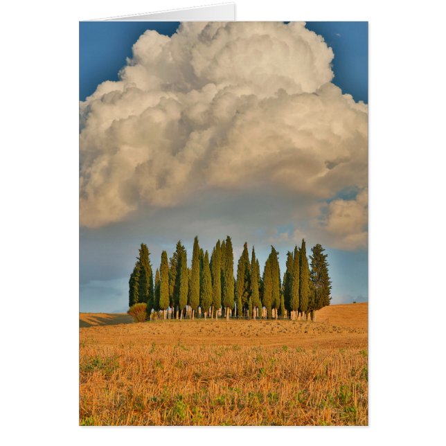 Cipreses rurales de Toscana (Frente)