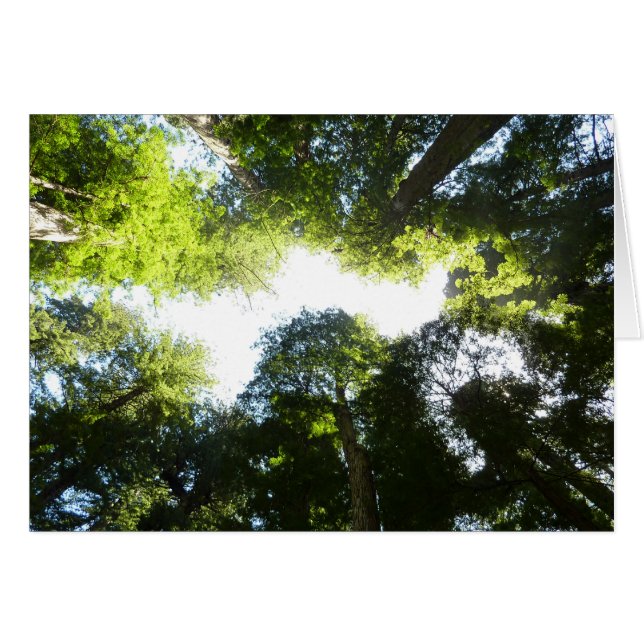 Círculo de árboles de secoya en el Parque Nacional (Anverso (Horizontal))