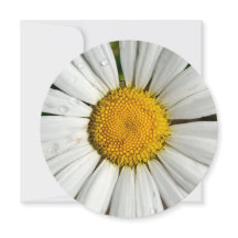 Círculo de invitación de 5,25 x 5,25