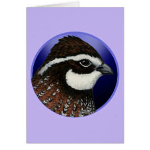 Círculo de la cabeza de la cola blanca Bobwhite