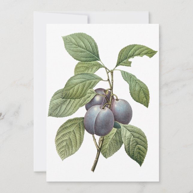 Ciruelas de jardín morado por invitación redoblada (Anverso)