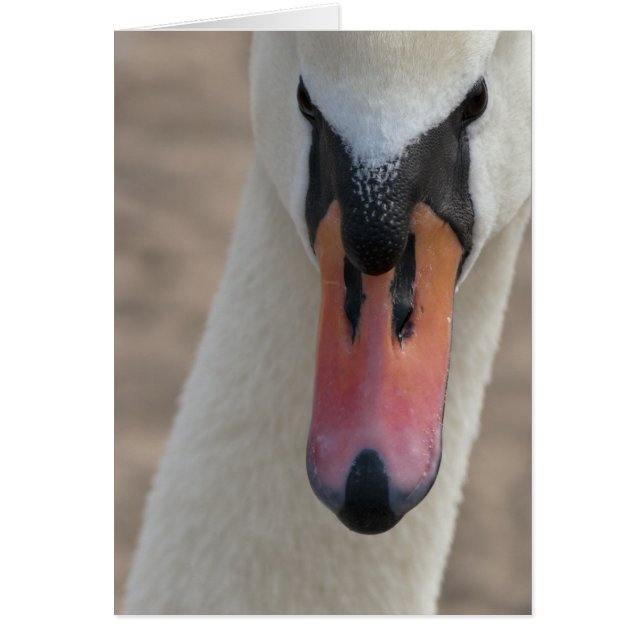 Cisne (Frente)