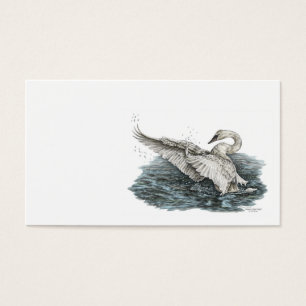 Cisne blanco en el agua