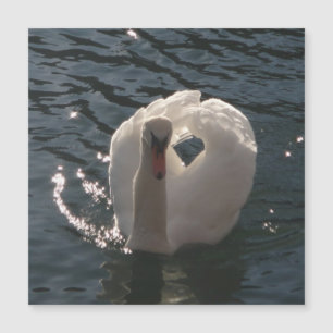 Cisne blanco hermoso