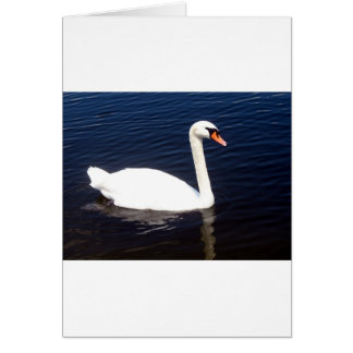 Cisne blanco sobre aguas residuales