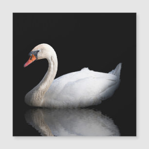 cisne blanco sobre negro