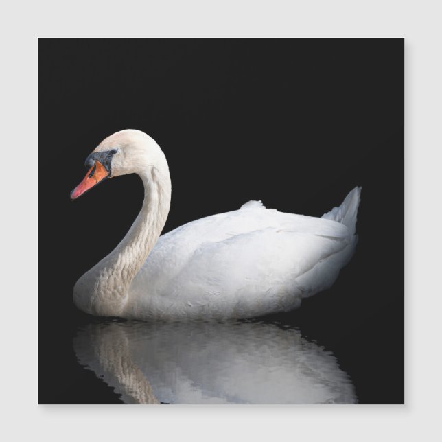 cisne blanco sobre negro (Anverso)
