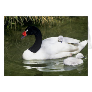 Cisne de cuello negro adulto y crías en el agua.