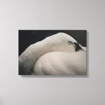 Cisne de la tundra durmiendo Impresión en lienzo e